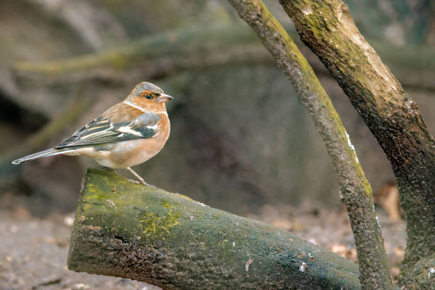 istock Finch bird sits atop a tree branch 2032725244