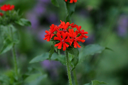 Red Jerusalem cross flowers