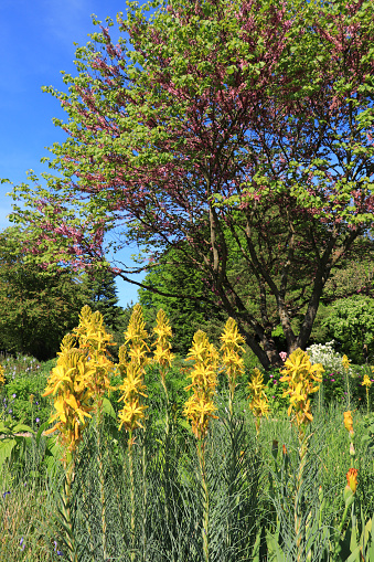 Asphodeline lutea (Junkerlilie) with blooming Judas tree (Cercis Siliquastrum) in the background .