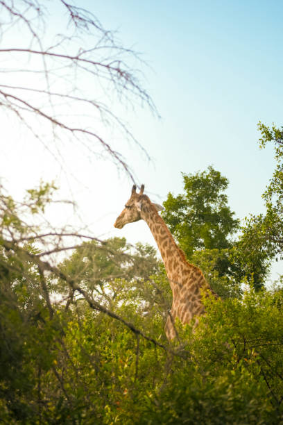 istock Giraffe Standing in Middle of Forest 2032766038