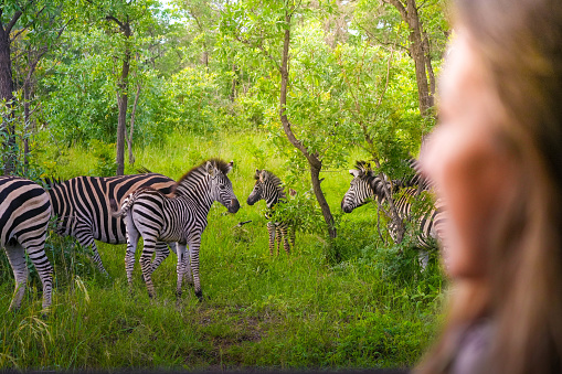 A woman attentively watches a large group of zebras in their natural habitat at Kruger National Park, South Africa.
