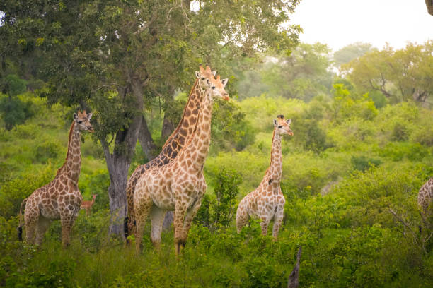 Group of Giraffes Grazing in Forest Clearing