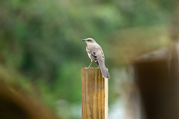 A Northern mockingbird bird perched on a fence pole.