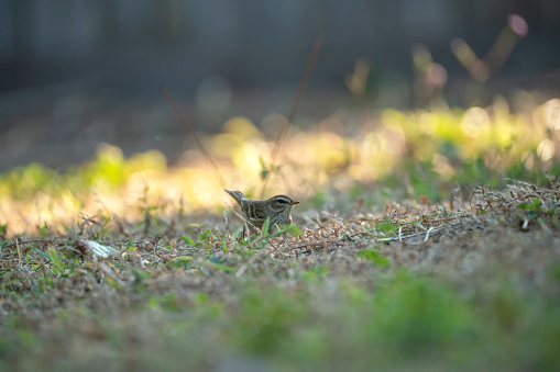 A Palm Warbler bird looking for insects on lawn grass backyard.