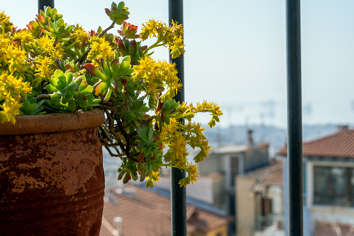 The yellow succulent flowers in an old town of Thessaloniki