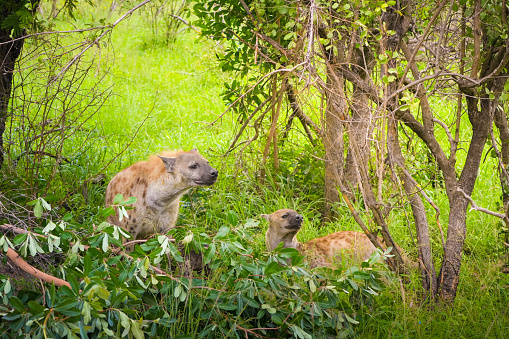 A mother hyena and her baby are seen in the woods, moving through the trees and bushes in search of food and shelter.