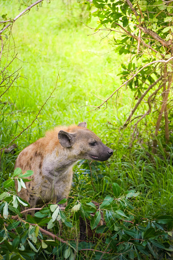 A spotted hyena, known for its scavenging behavior, actively searches for food amidst the trees of the forest.