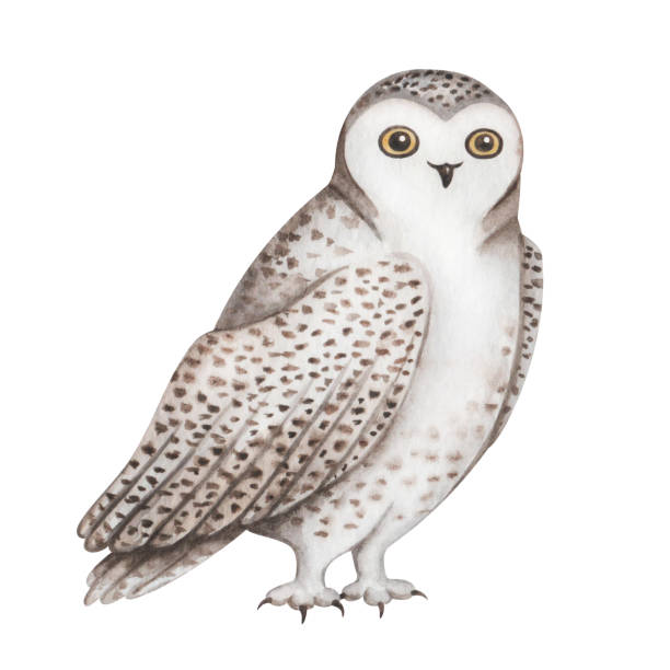 акварельная иллюстрация. раскрашенная вручную белая сова с бело-коричневым оперением, перьями, крыльями и большими глазами. полярная сова.  - owl snowy owl snow isolated stock illustrations