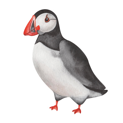 Watercolor illustration. Hand painted atlantic puffin with black wings, feathers, red beak and white chest plumage. North Antlantic Ocean seabird. Bird standing. Isolated clip art. Fratercula arctica