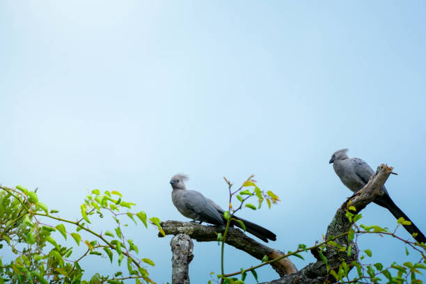 pássaros cinzentos empoleirados em um galho de árvore contra um céu claro - swan - fotografias e filmes do acervo