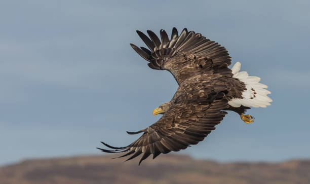 White Tailed Eagle Loch Na Keal Isle of Mull