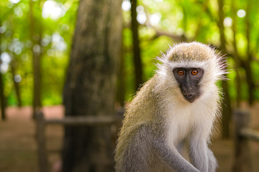 A vervet monkey is captured with a sharp focus, showcasing its detailed features against a blurred background of green foliage in its natural forest environment.