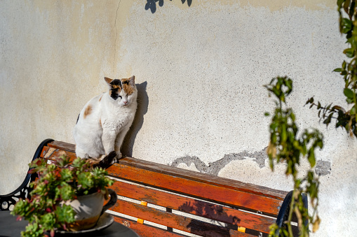 A cat enjoys sun in the old city of Thessaloniki.