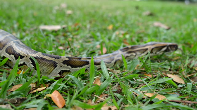 A python is shown sliding along the grass, with its forked tongue protruding.