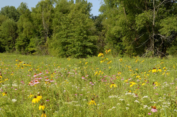istock Celery Bog Nature Center, West Lafayette, Indiana 2032807084