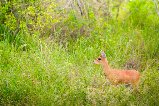 A steenbok antelope is navigating through the dense green foliage of a savanna. The small, slender herbivores alert expression and poised stance suggest it is attentive to its surroundings, possibly on the lookout for predators or foraging for food.
