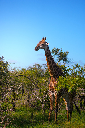 A tall giraffe is standing gracefully in a vibrant green field, surrounded by rich vegetation under a clear sky.