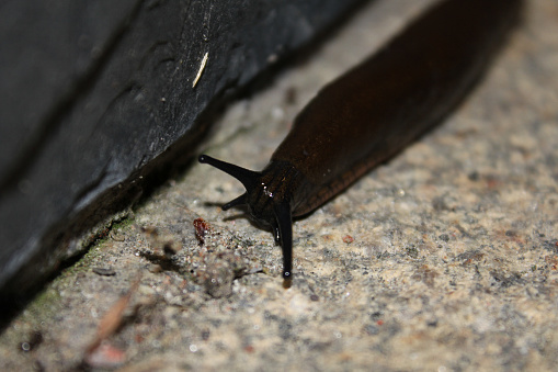 A black snail on a dirty ground