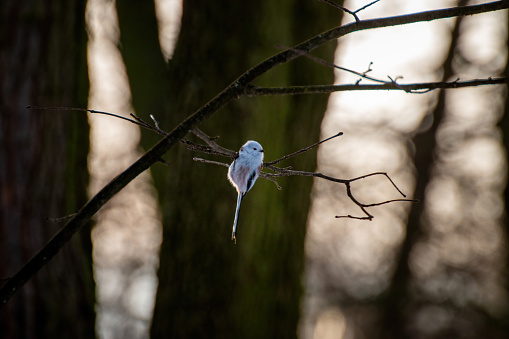 A small bird perches on a branch in a woodland setting