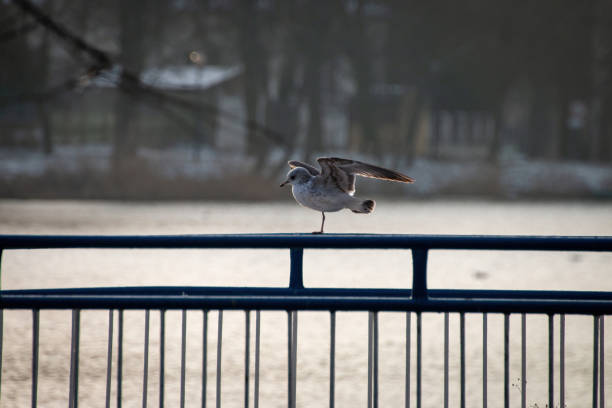 A bird in flight noear a park bench by the roadside