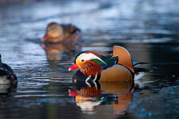 istock Ducks leisurely swimming in a pond on a bright, sunny day0 2032829866