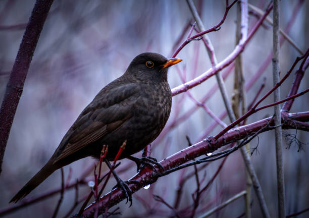 a black bird perched on top of a thin tree branch A black bird on a slender tree branch raven corvus corax bird squawking stock pictures, royalty-free photos & images