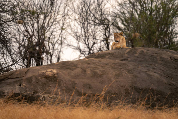 istock Lioness lies on rock with bushes behind 2032834525