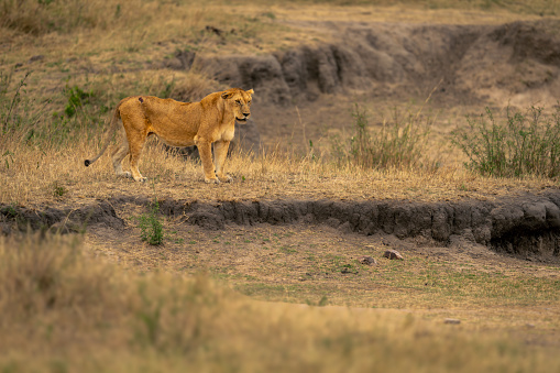 Lioness stands by dry waterhole looking down
