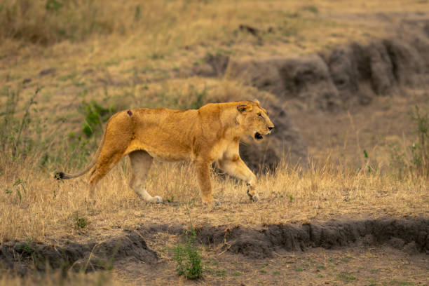 istock Lioness walks past dry waterhole lifting forepaw 2032835057