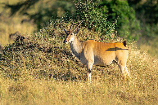 Male common eland stands by termite mound