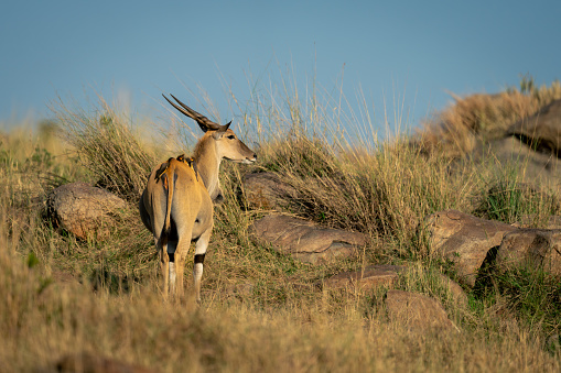 Male common eland stands in rocky savannah