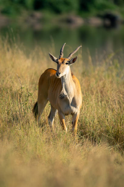 el macho de eland común se encuentra en la hierba alta - eland fotografías e imágenes de stock