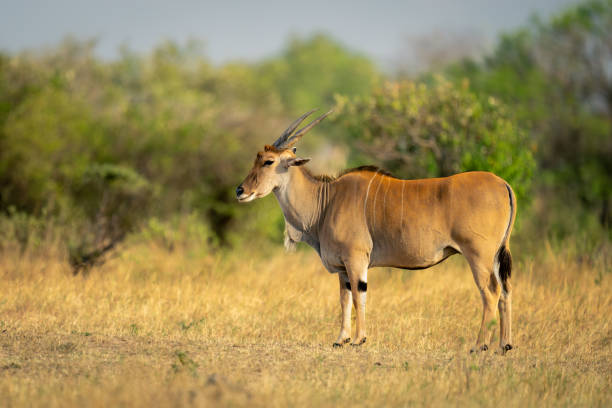 istock Male common eland stands on short grass 2032840265
