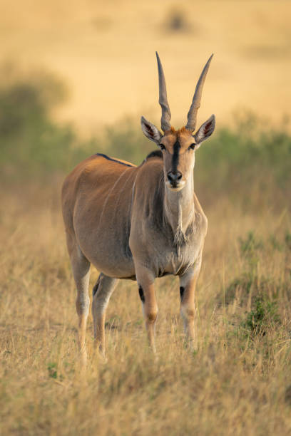 istock Male common eland stands staring towards camera 2032840274