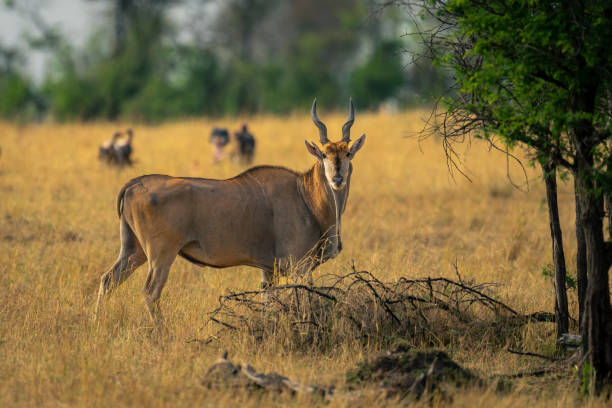istock Male common eland stands turning to camera 2032840275