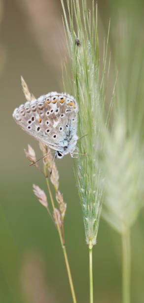 common blue butterfly (polyommatus icarus) fresh male - grass area flash ストックフォトと画像