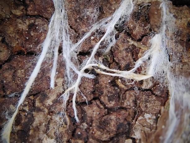 mycelium network - hifa - fotografias e filmes do acervo