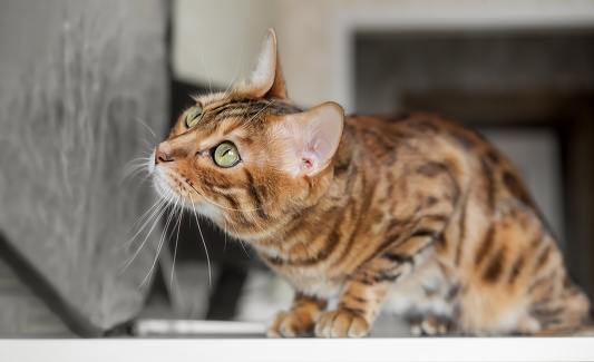 Bengal cat resting in a home interior. Portrait of a Bengal cat indoors.