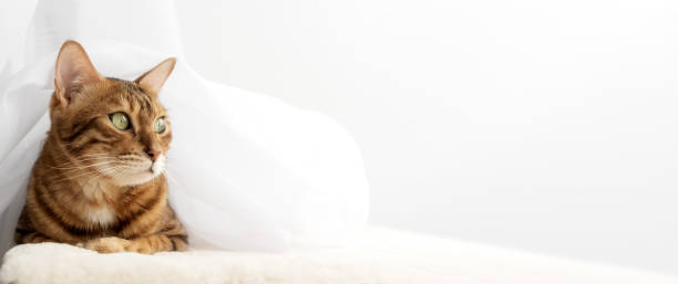 istock Bengal cat resting on a cat mat. 2032853558