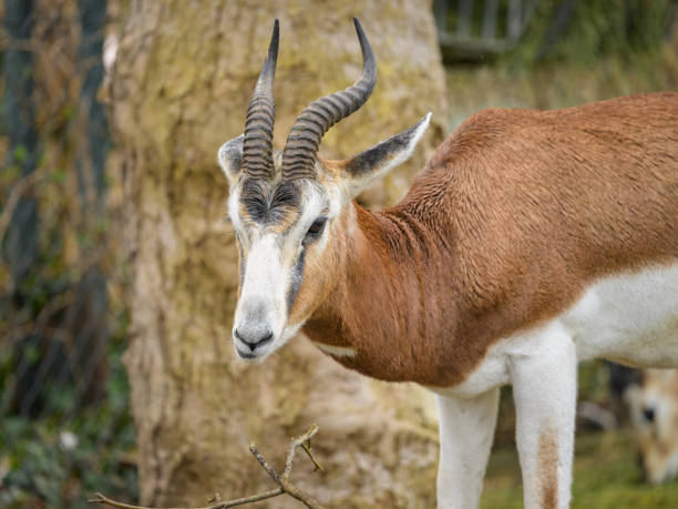 istock A Nanger dama gazelle standing in a zoo 2032853568