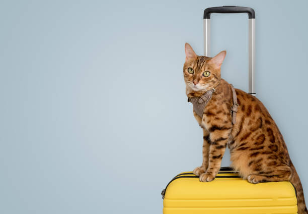 istock Bengal cat sits on a suitcase against a blue wall. 2032854077