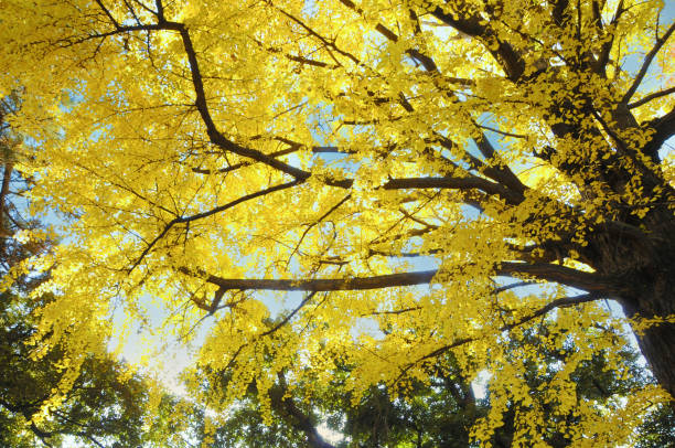 東京の秋の青空を背景に、黄色い葉のついた大きな銀杏を見上げる