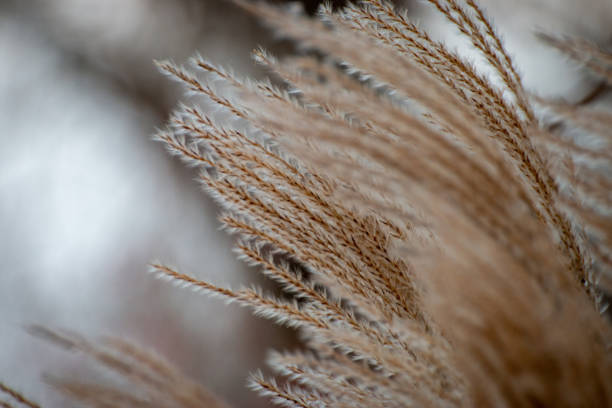 istock a close up of some very pretty grass and trees background 2032856722