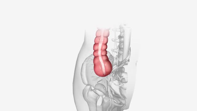 The ascending colon (or right colon) is the beginning part of the colon .