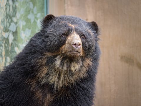 Portrait of an Andean Bear standing in a zoo, cloudy day in winter