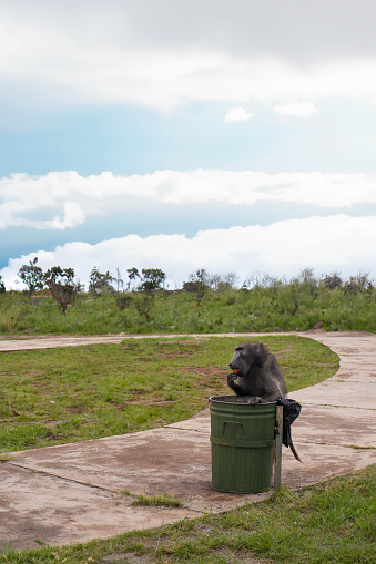 A monkey perched on the lid of a trash can eating, exhibiting curiosity and interaction with human-made objects.
