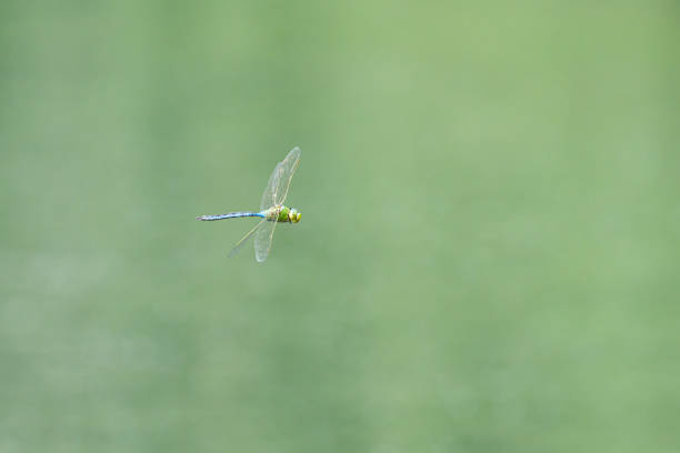 An emperor dragonfly (Anax imperator) flying over water, sunny day in springtime, Vienna (Austria)