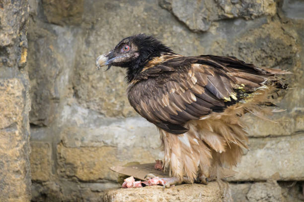 A Bearded Vulture eating on the ground in a zoo, cloudy day in winter