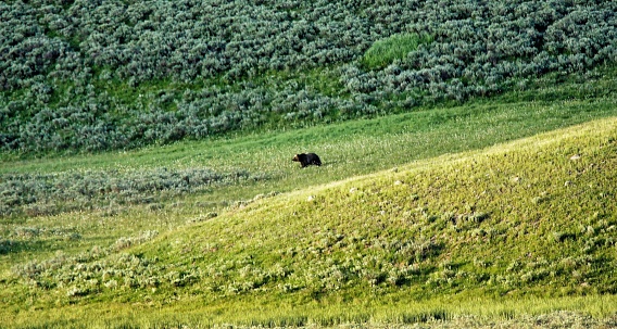 Black bears, grizzly bears, brown bears in Yellowstone National Park, Wyoming Montana. Summer wonderland to watch wildlife and natural landscape. Geothermal.. Wildlife watching