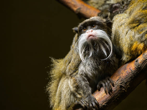 portrait of an emperor tamarin in a zoo - rainforest austria nature tree stock-fotos und bilder